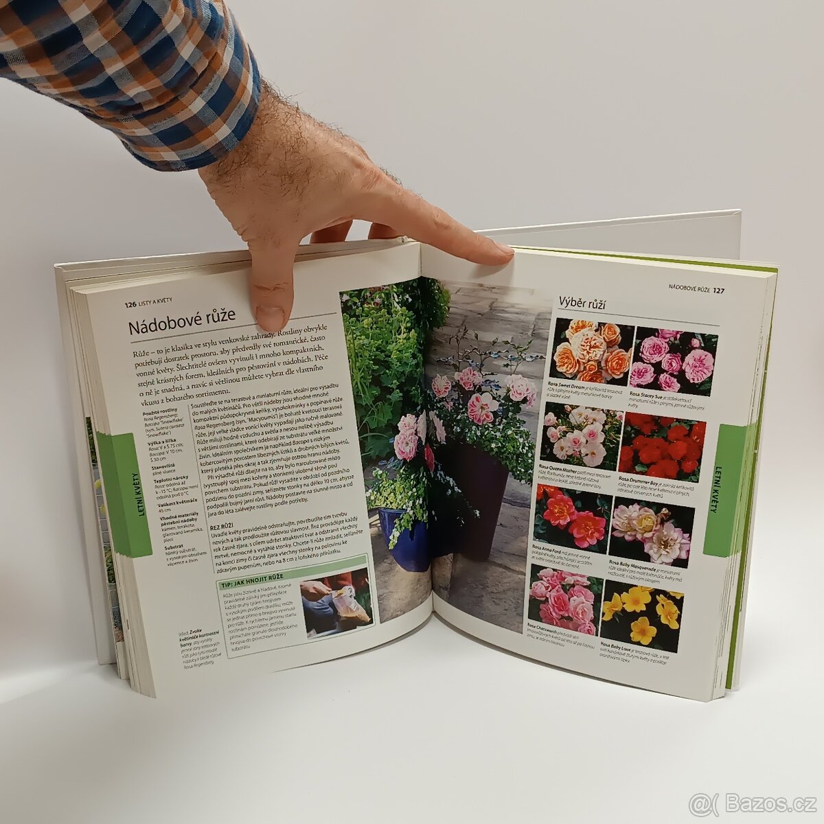 Rostliny v nádobách - 5