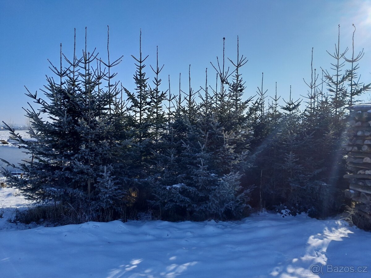 Vánoční stromek smrk - 5