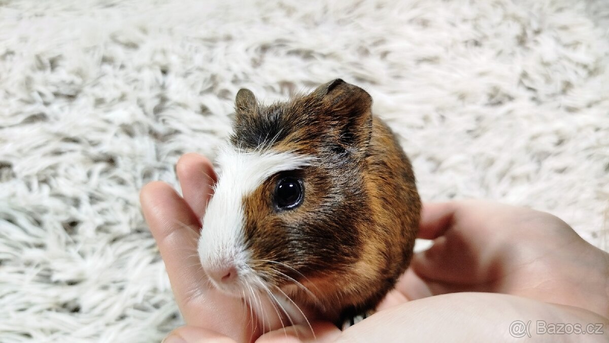 Morče, Morčata, Morčátko,Morčátka - JACOB A JAMES - 5