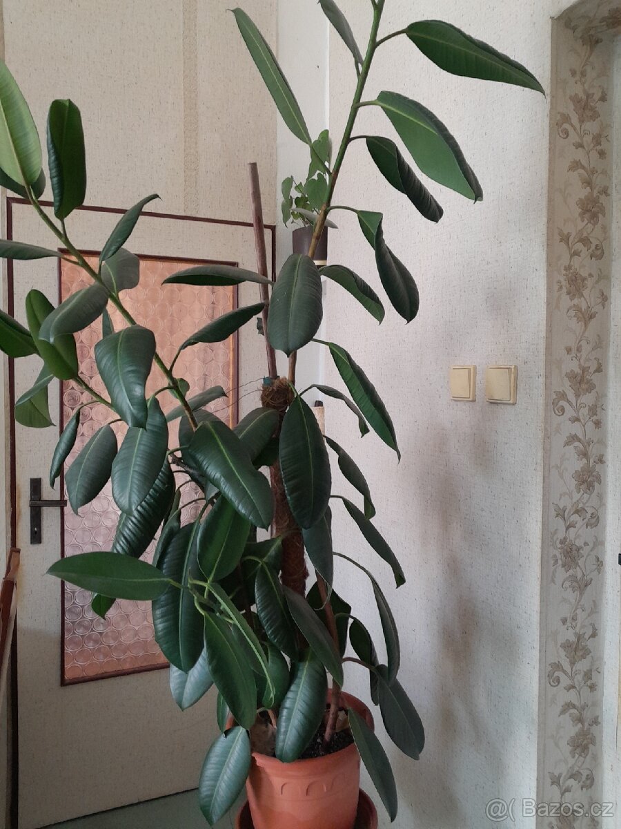 Fíkus velký180 cm - 5