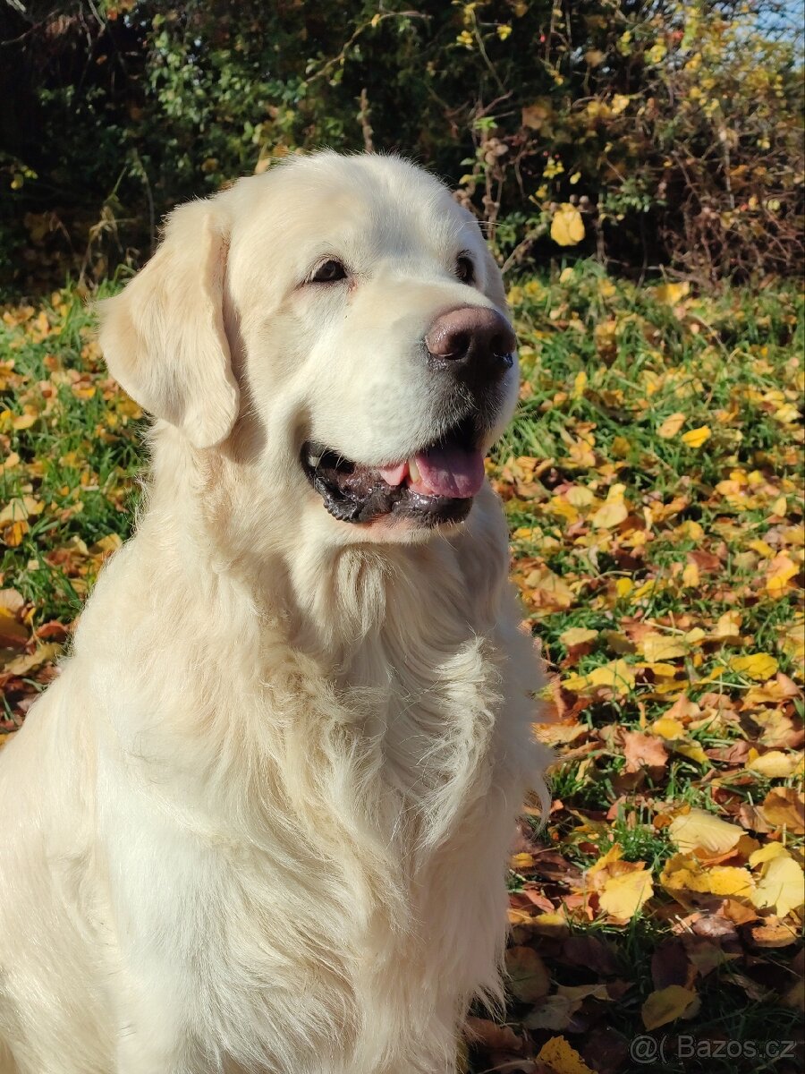 Zlatý retrívr - 5