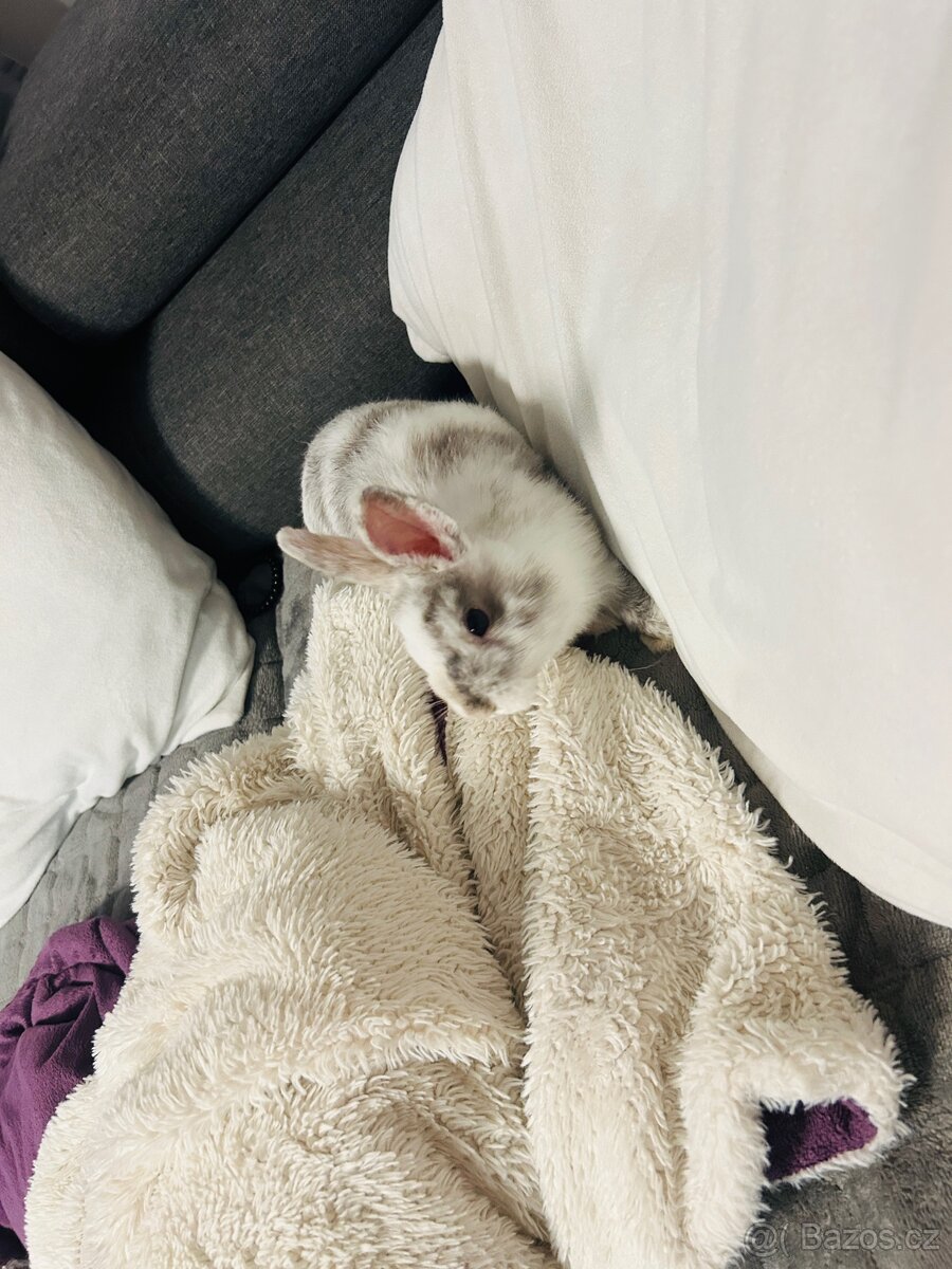 Zakrslý králík - 5