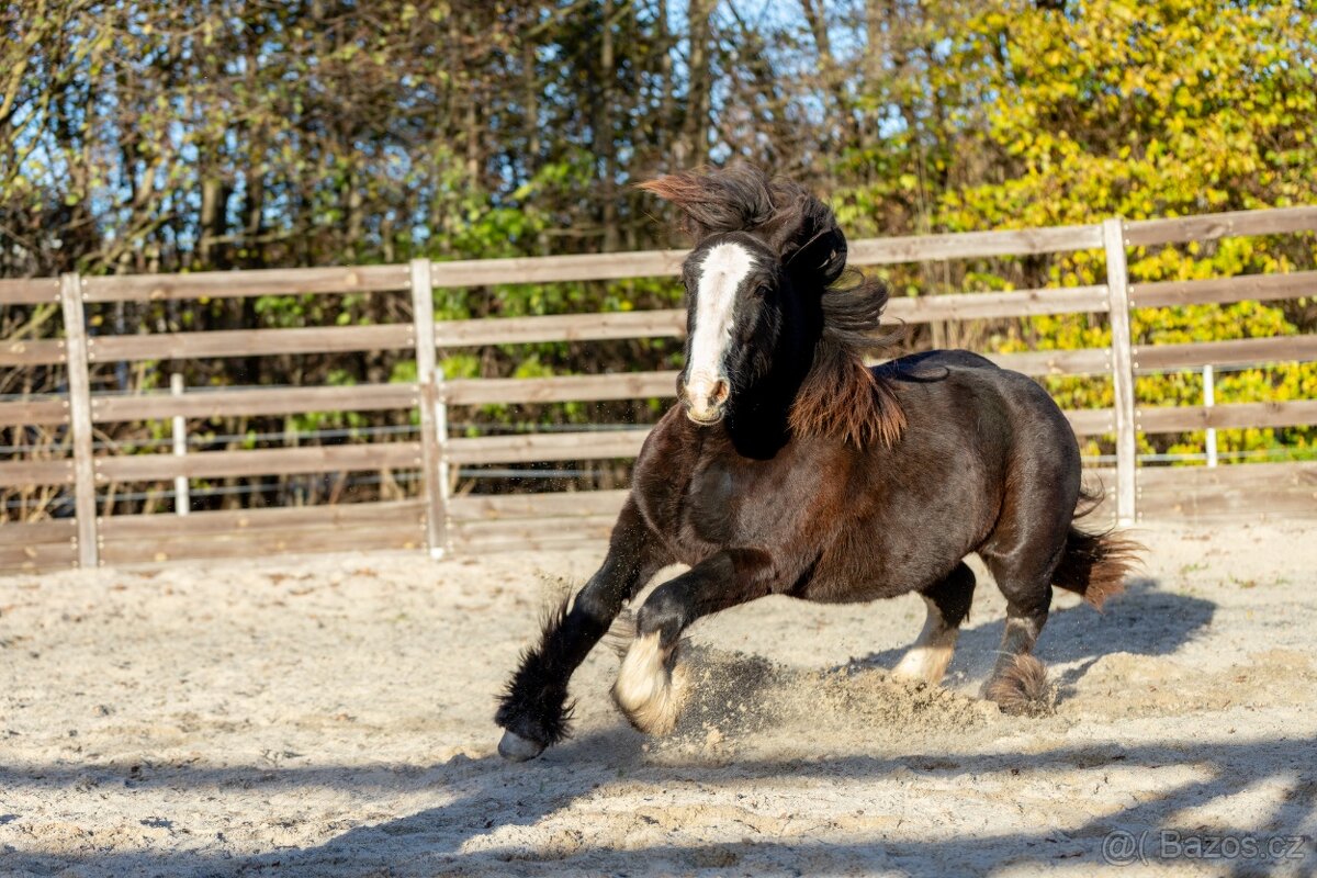 Roční klisna irský cob - 5