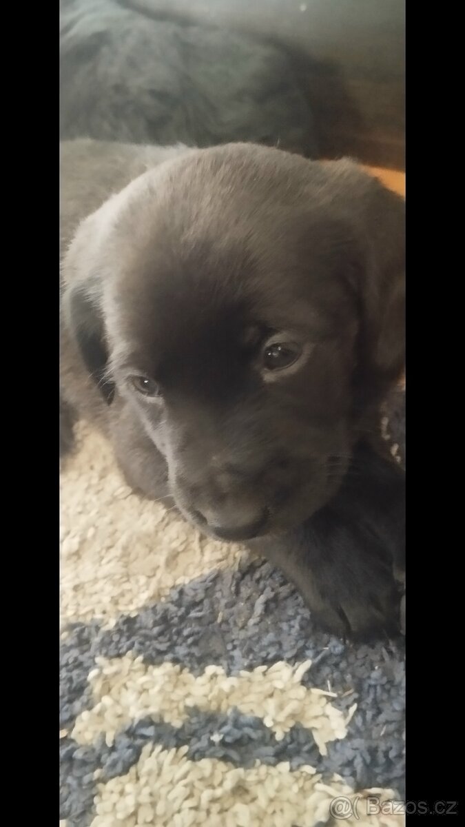 Prodám štěňata srnecka z jezevcikem - 5