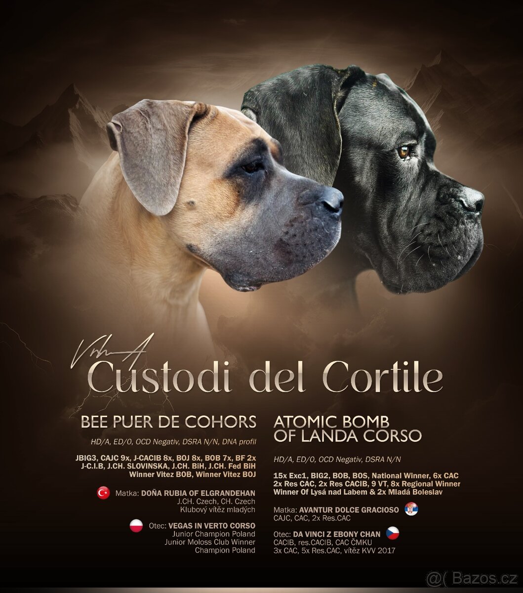 Cane Corso s PP - 5