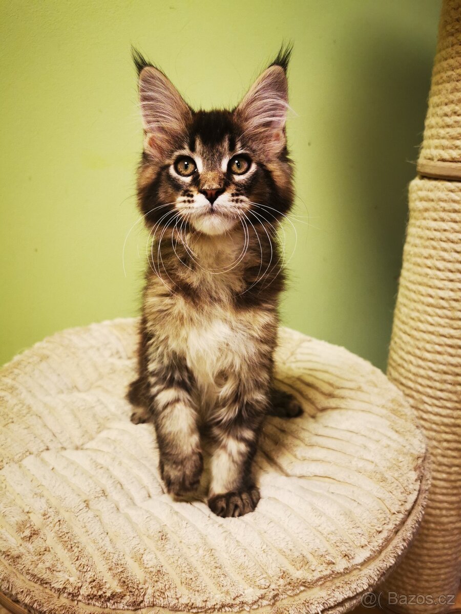 Mainská mývalí s pp - 5