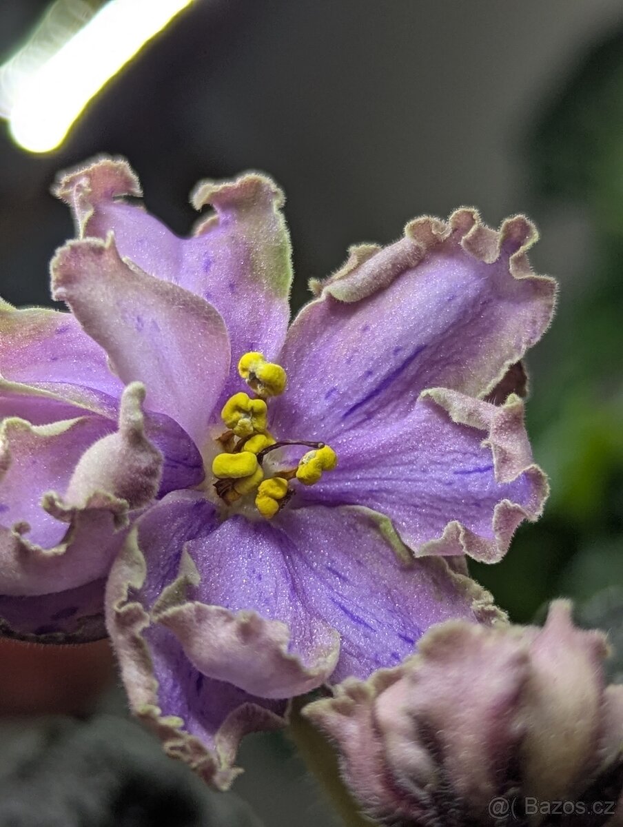 Africké fialky - 5