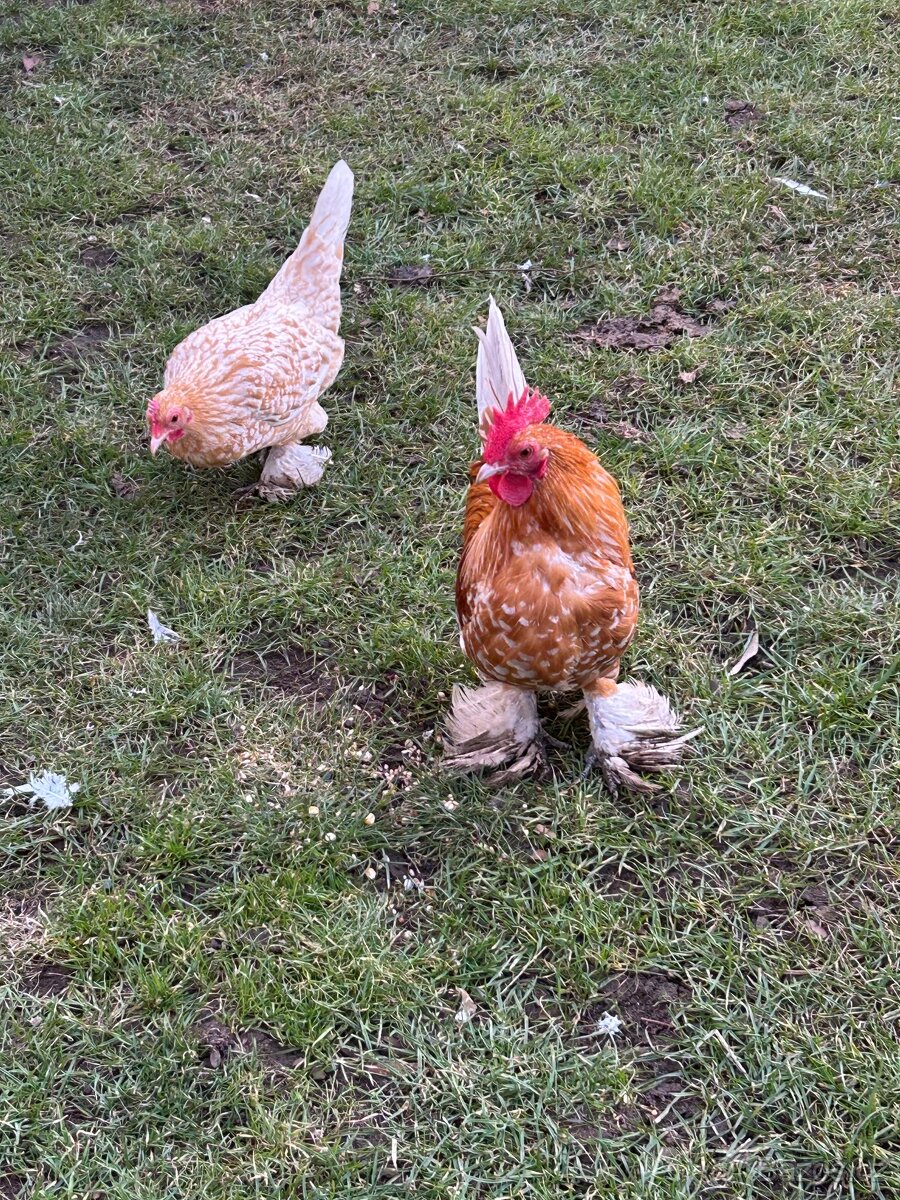 Zakrslá rousná - 5