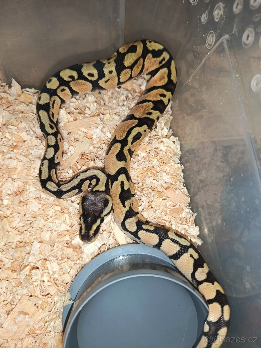 Krajta královská = Mláďata Top CENY ✌️ - 5