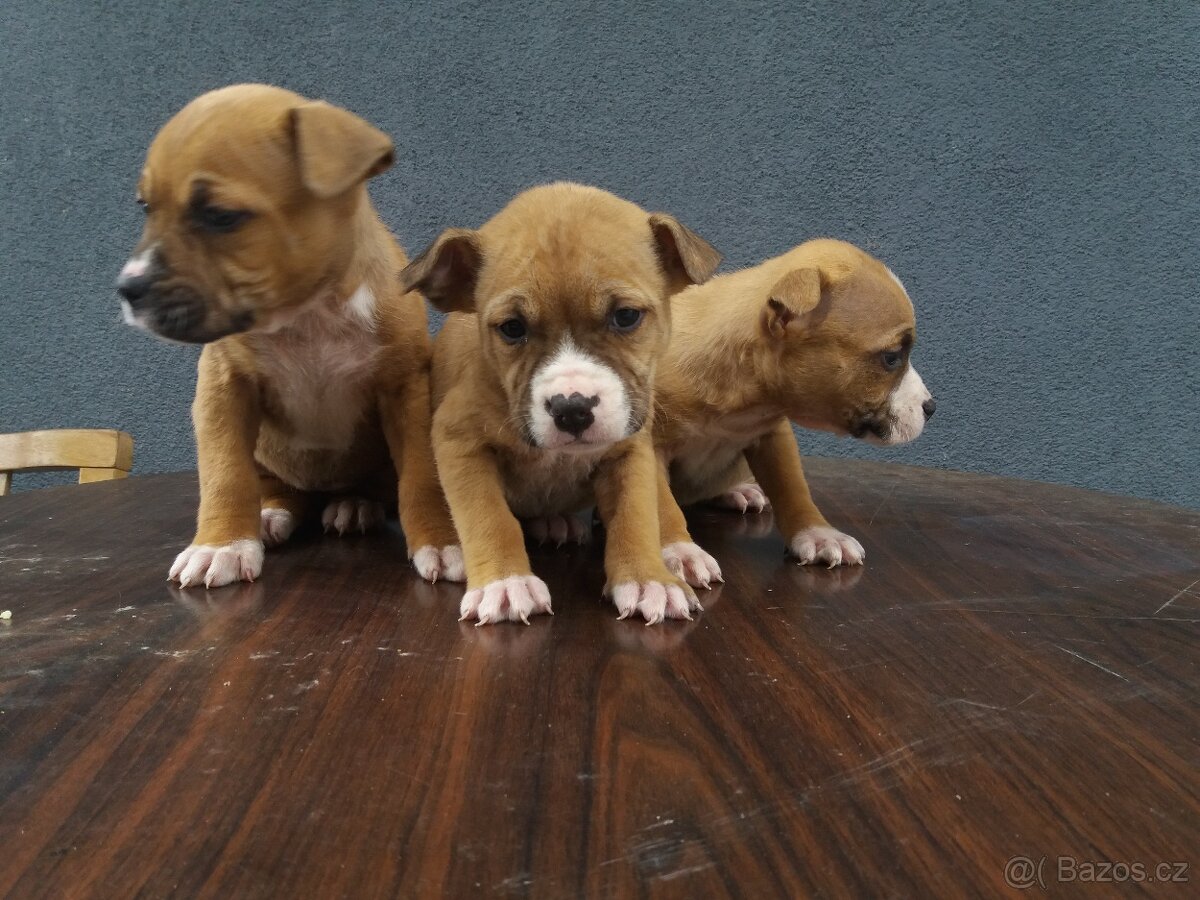 Americký stafordšírsky terier - 5