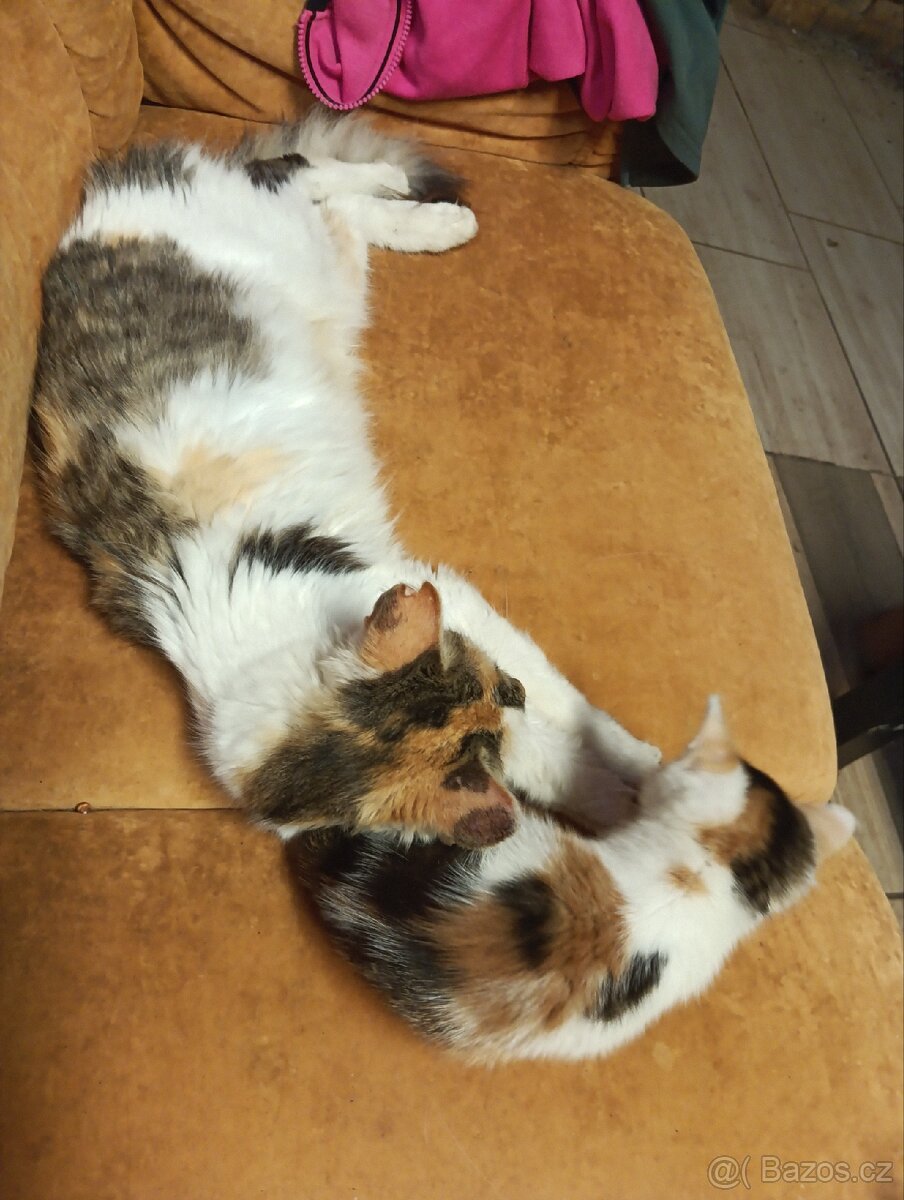 Mainská mývalí - 5