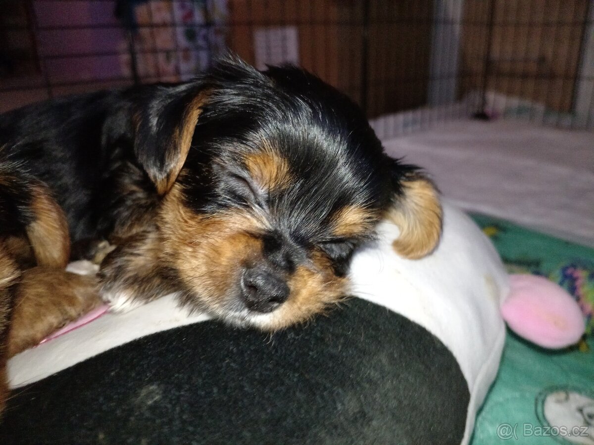 Jorkšír štěňátka - 5