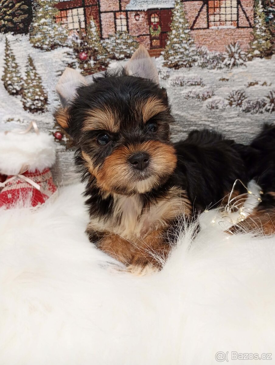 Yorkšírský-jorkšírský-yorkshire teriér MINI ❤️❤️ - 5