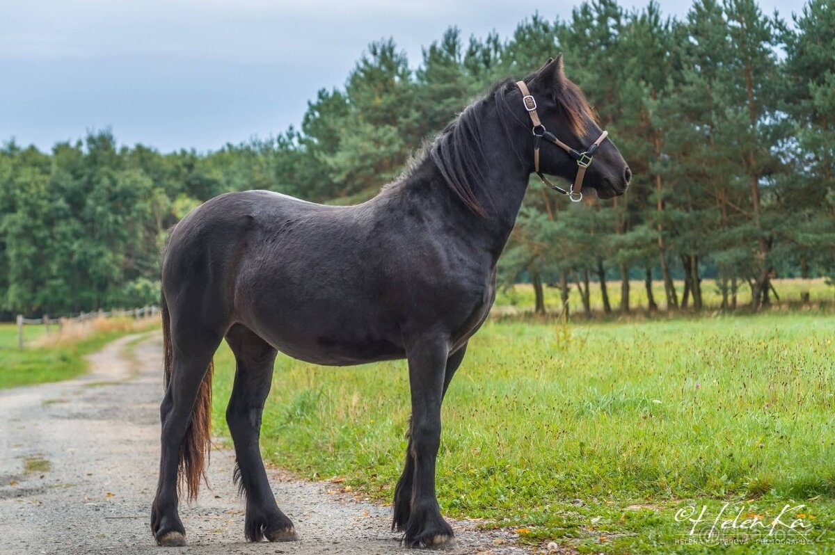 Fell pony klisnička Arriana - 5