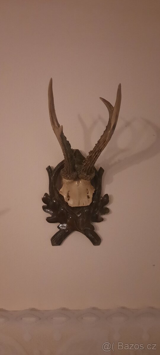 Jelení a dančí paroží - 5