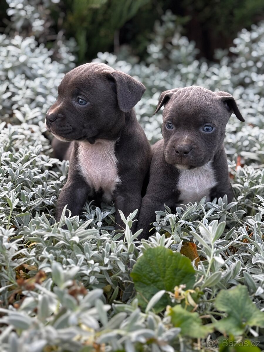 Stafordsirsky bulterier - 5