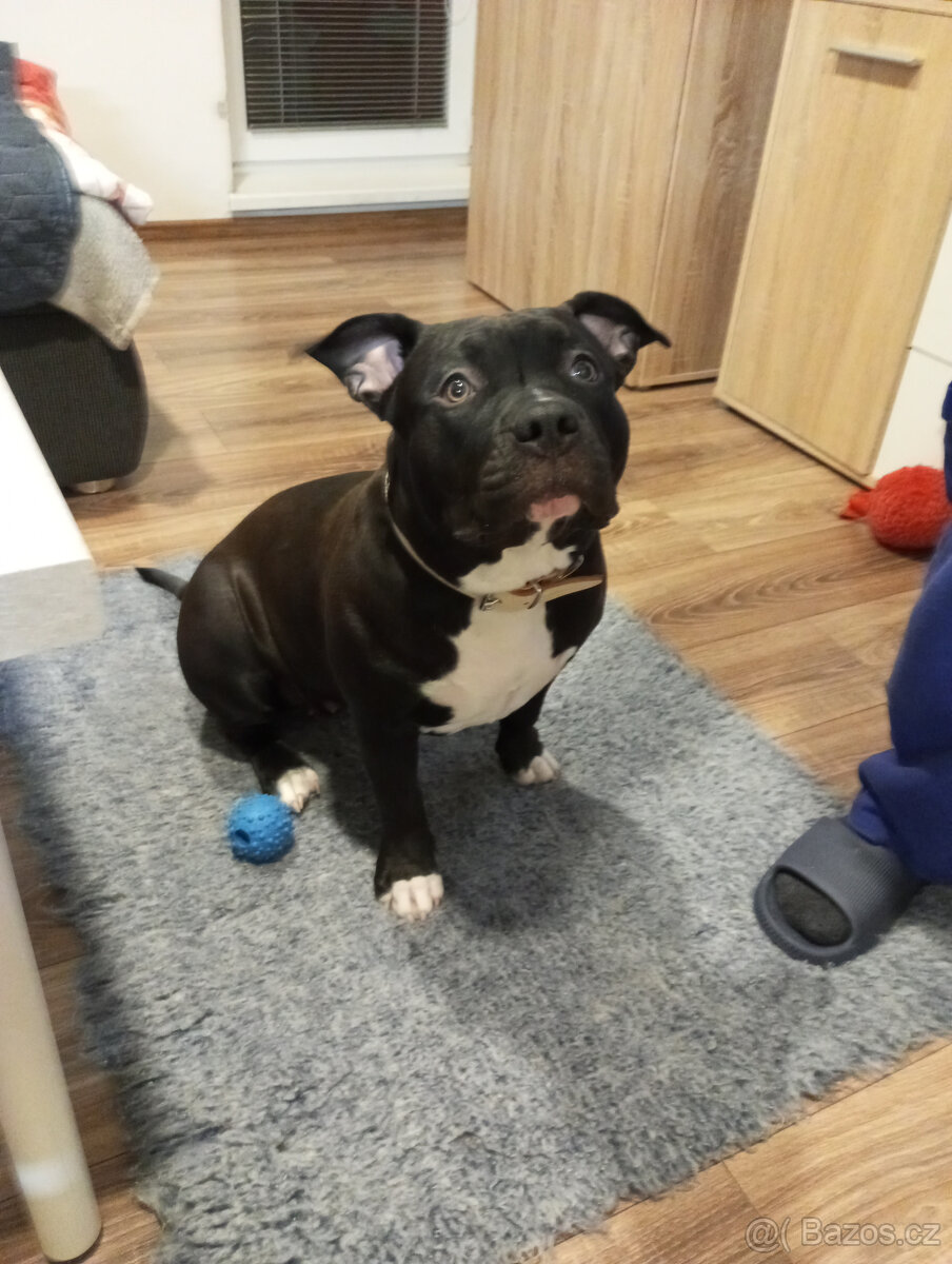 American Bully XL - 5