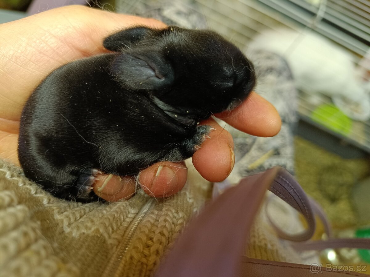 Nabízím králíčky - 5