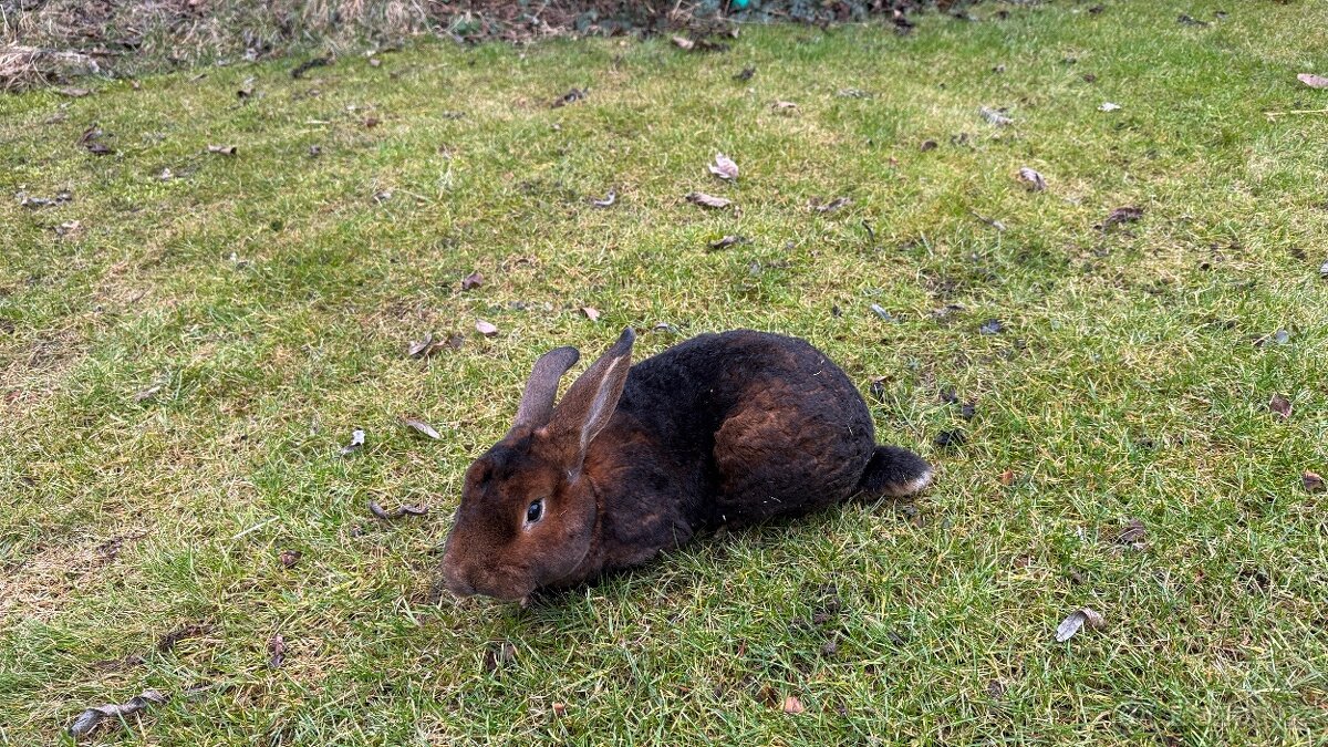 Kastorex s rodokmenem – krásný samec k chovu i jako mazlíček - 5