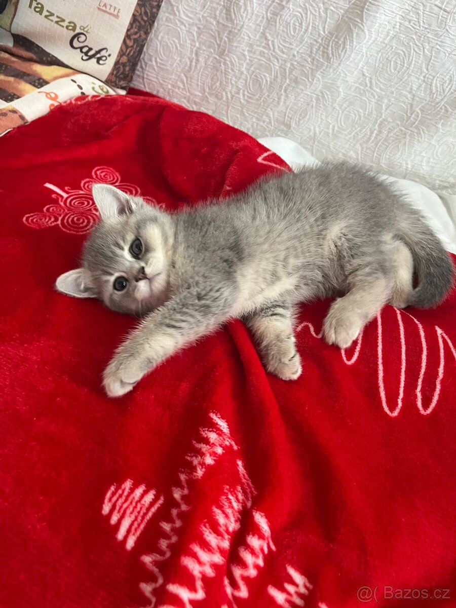 Prodám kočičku - 5