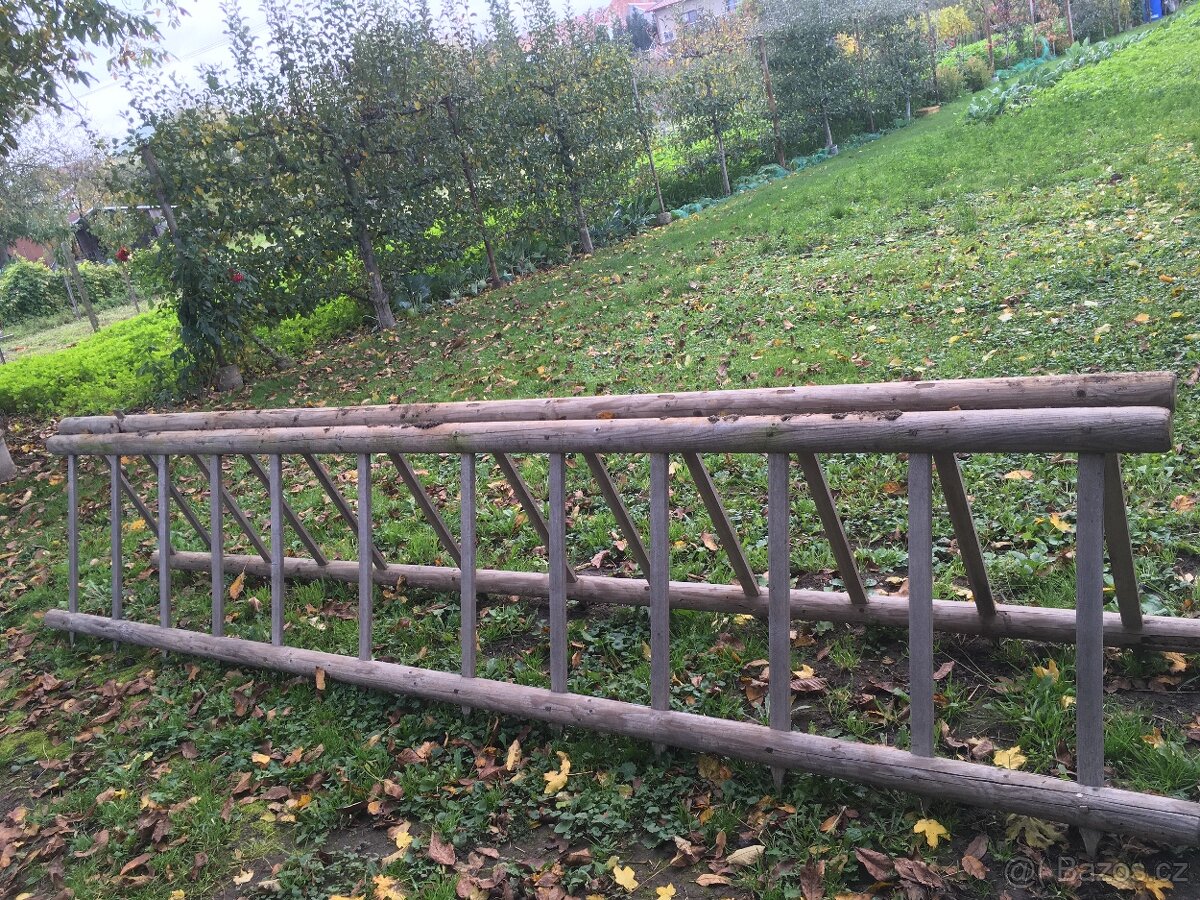 Žebřiňák bočnice - 5