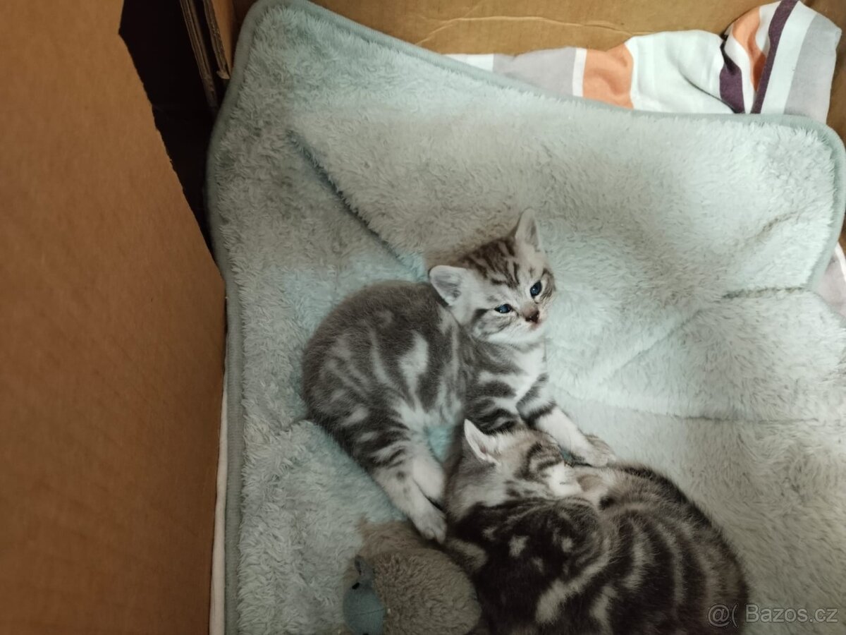 Nabizim britska whiskas kotatka bez PP - 5