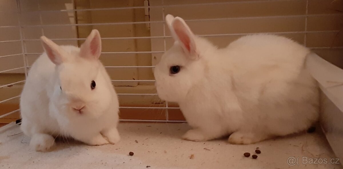 Zakrslý králík - hermelín modrooký - 5