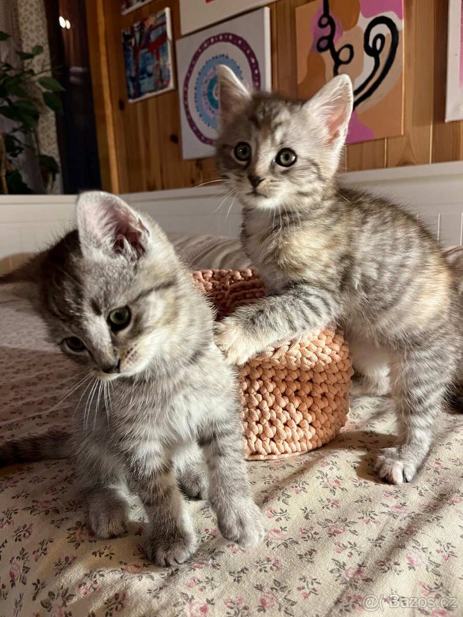 Britská koťátka - 5