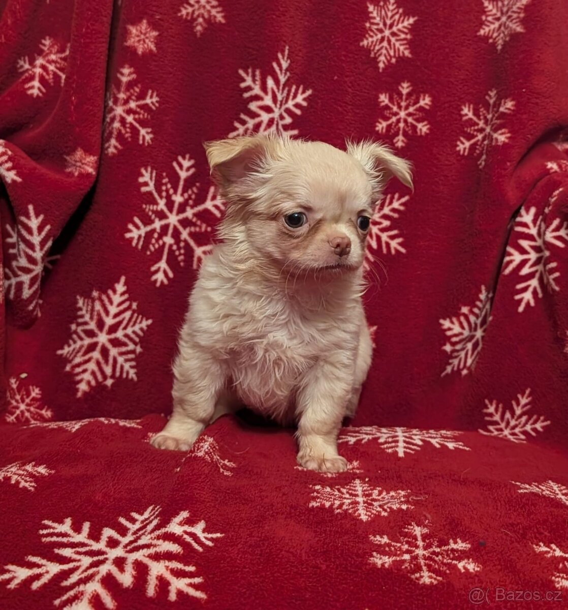 Čivava dlouhosrstá s PP- pejsci - 5