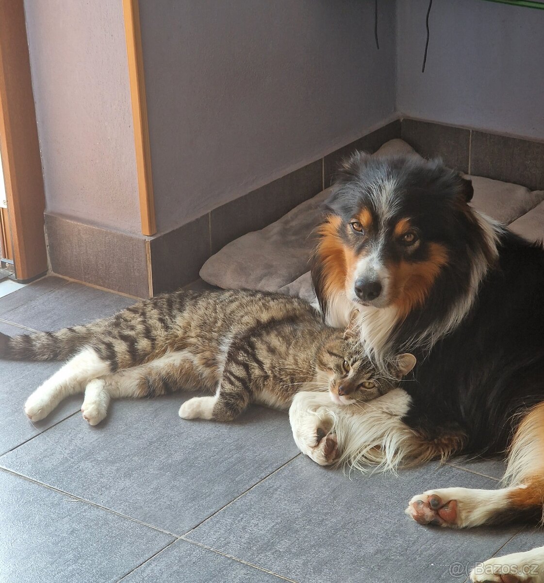 Krytí border kolie - Pardubice - 5