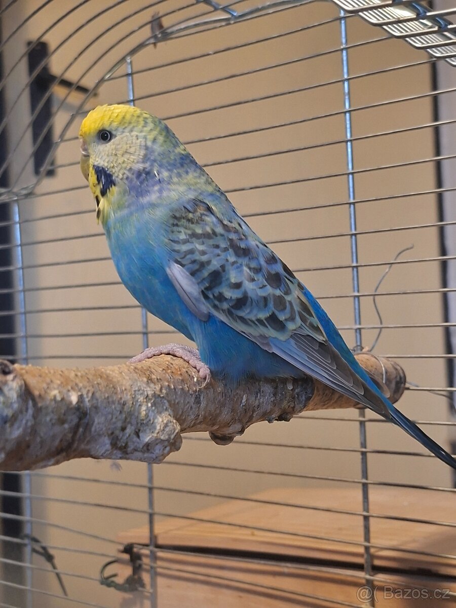 Andulka - samice duhová - 5