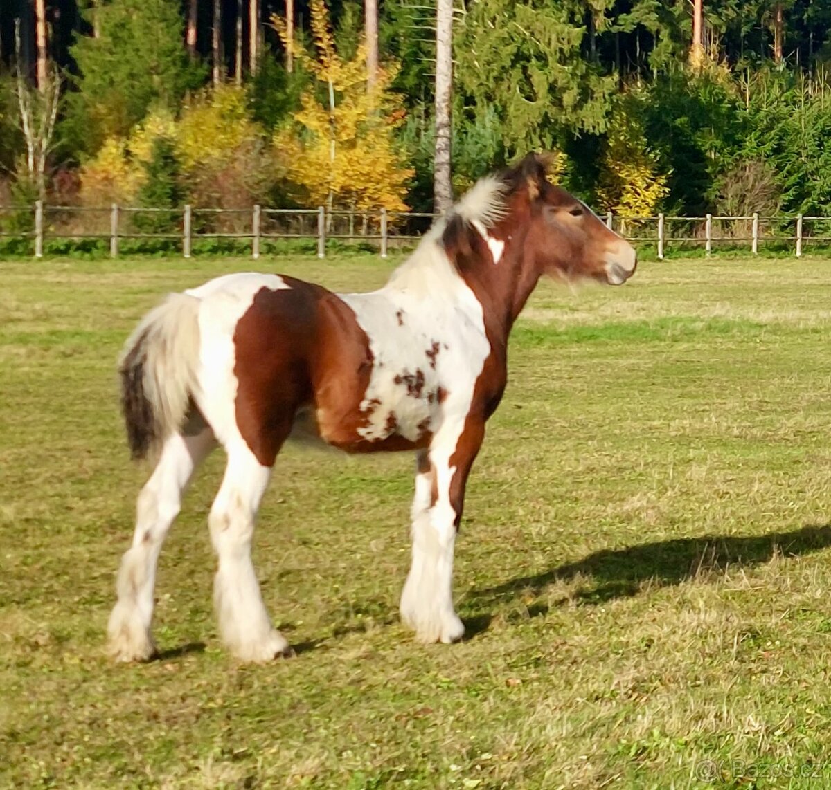 Hřebeček Irish cob / Irský cob - STRACHOVICE Lord Dylan - 5