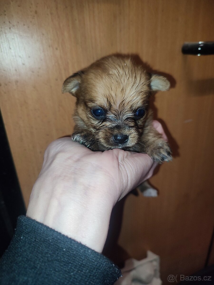 Štěňátka - 5