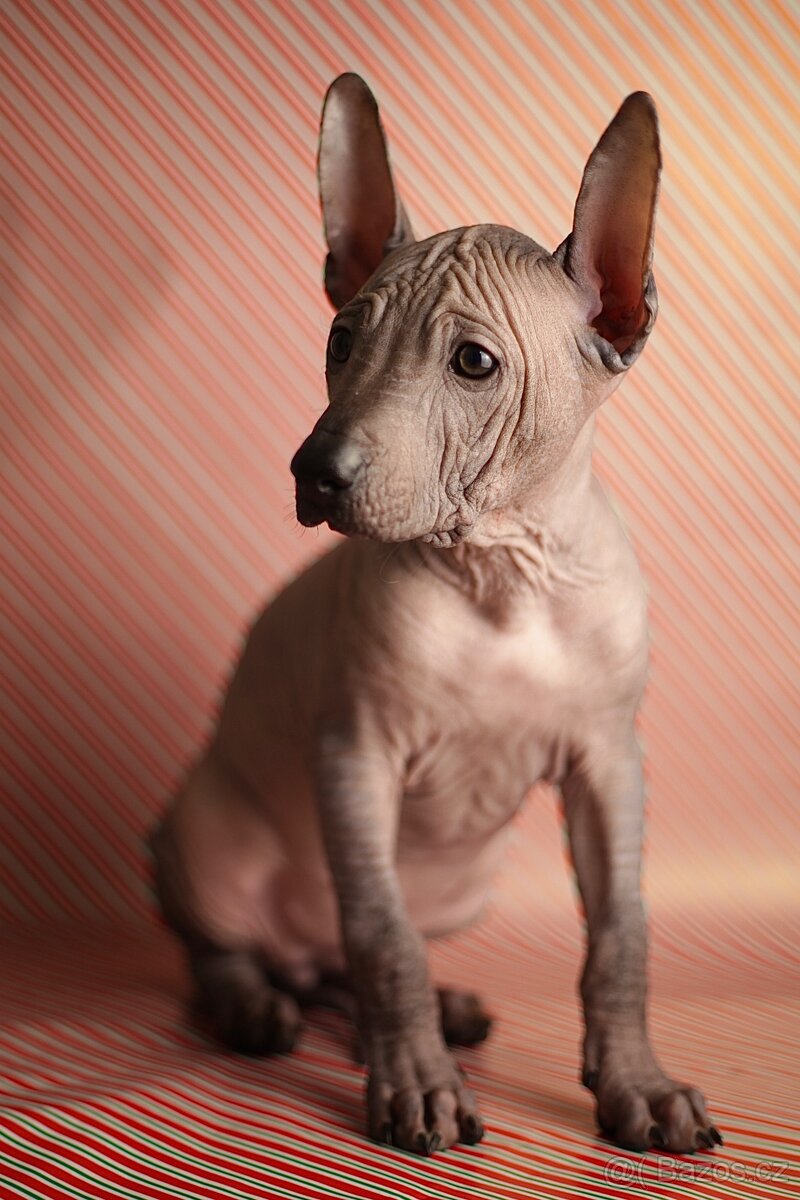 Peruánsky naháč s PP stredná/veľká - 5