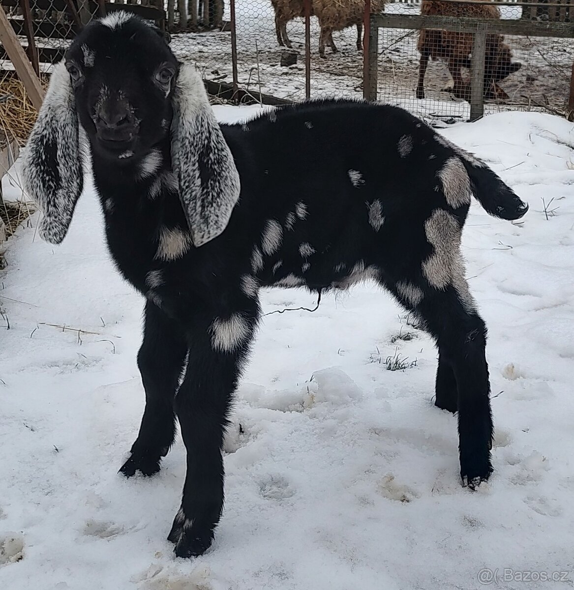 100% AN kozlík II. - 5