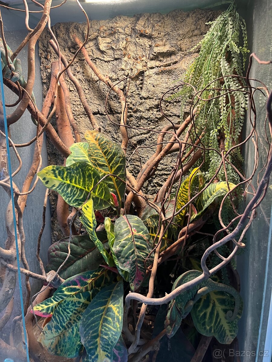 CHAMELEONI JEMENSKÝ HOLKA/KLUK + TERÁRIUM - 5