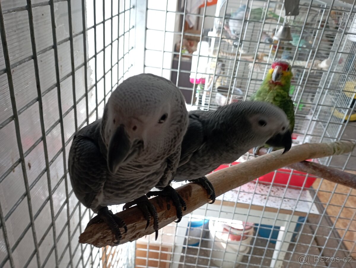 Žako Kongo ručně dokrmení již k odběru Brno - 5
