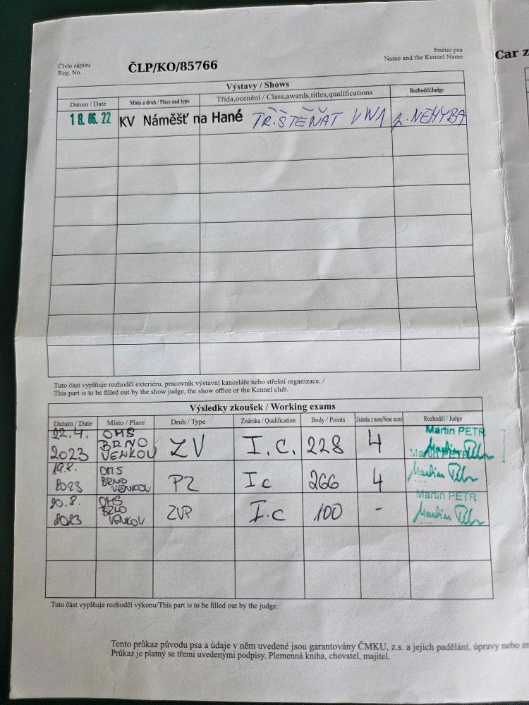 Německý ohař krátkosrstý - 5