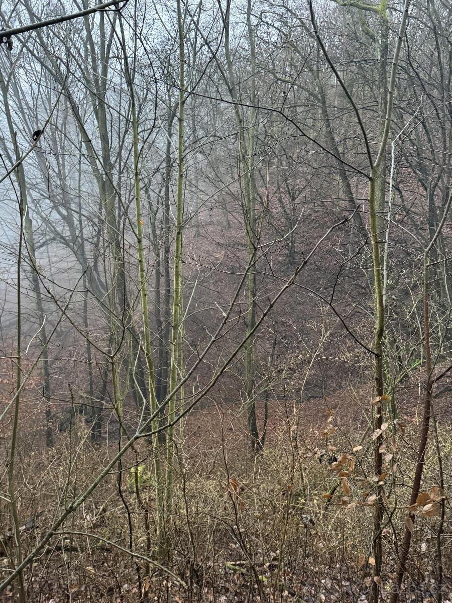 Prodáme lesní pozemek v k.ú. Dobětice - 5