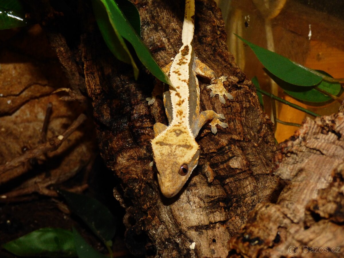 Pagekon řasnatý (Coreolophus ciliatus) - 5