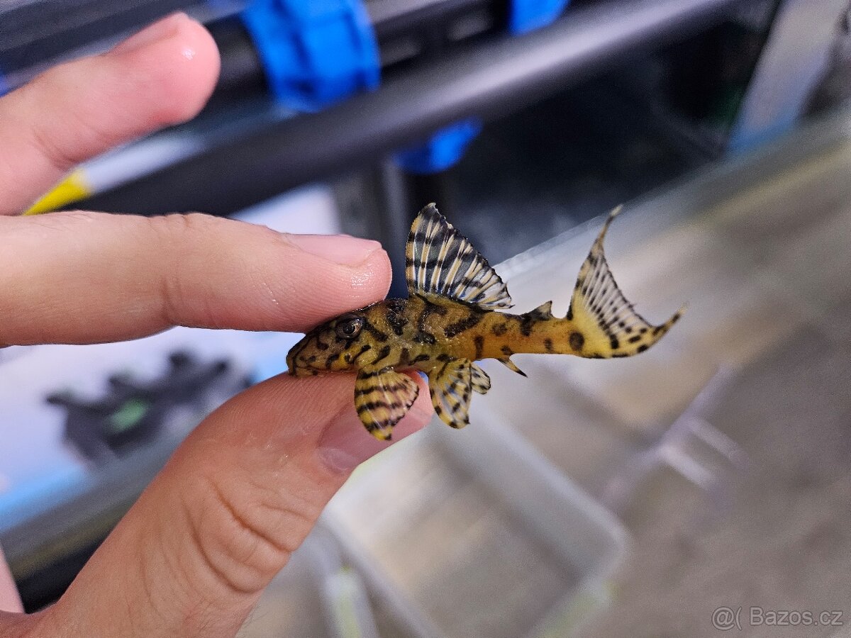 L 236 Super Yellow - odchov - 5