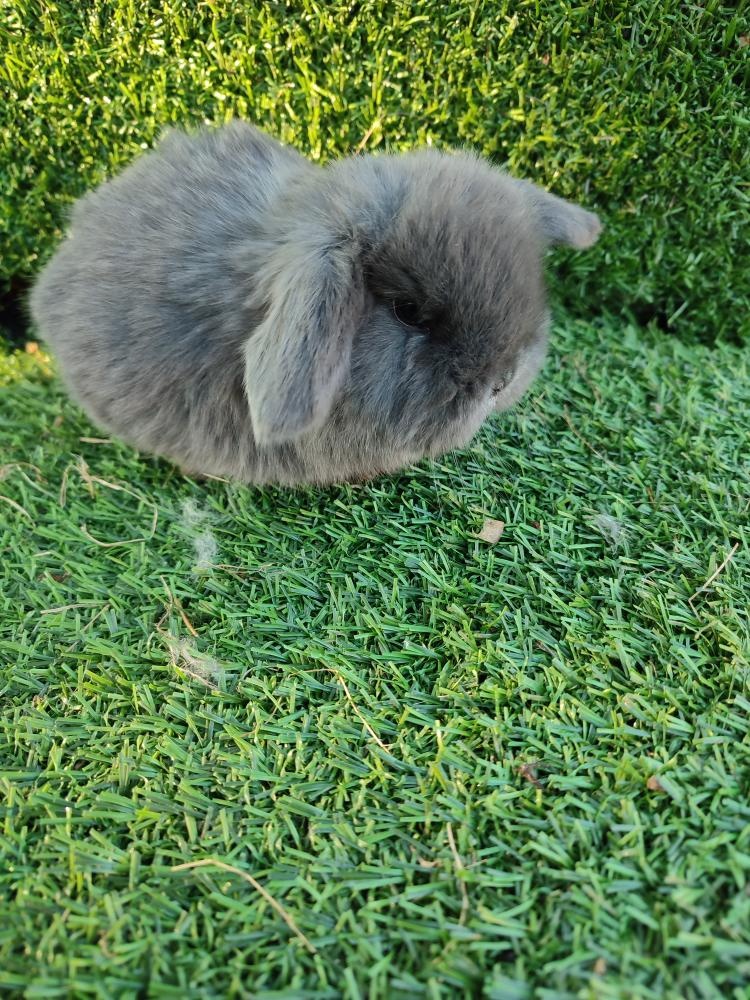 Zakrslý králíček beránek - 5