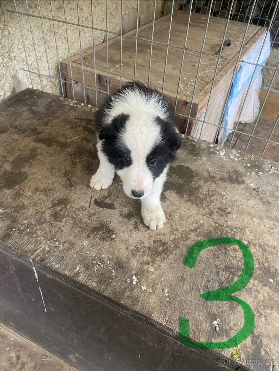 Štěňátka Border Kolie - 5