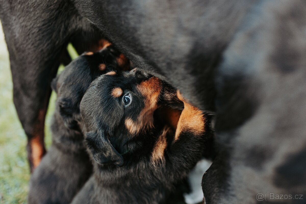 Štěňata Rottweilera s PP (Rotvajler, RTW) od ledna k odběru - 5