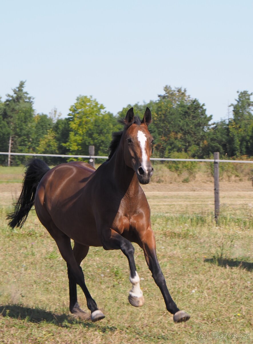Trakénská klisna do sportu - 5