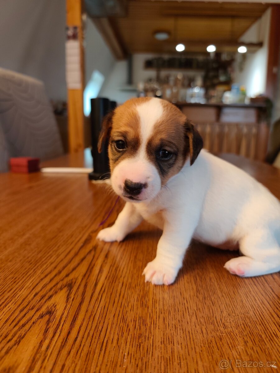 Štěňátka Jack Russell teriér - 5
