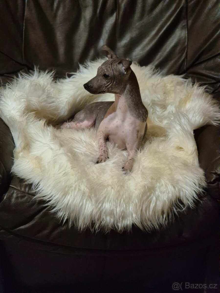 Americký bezsrstý teriér s PP. - 5