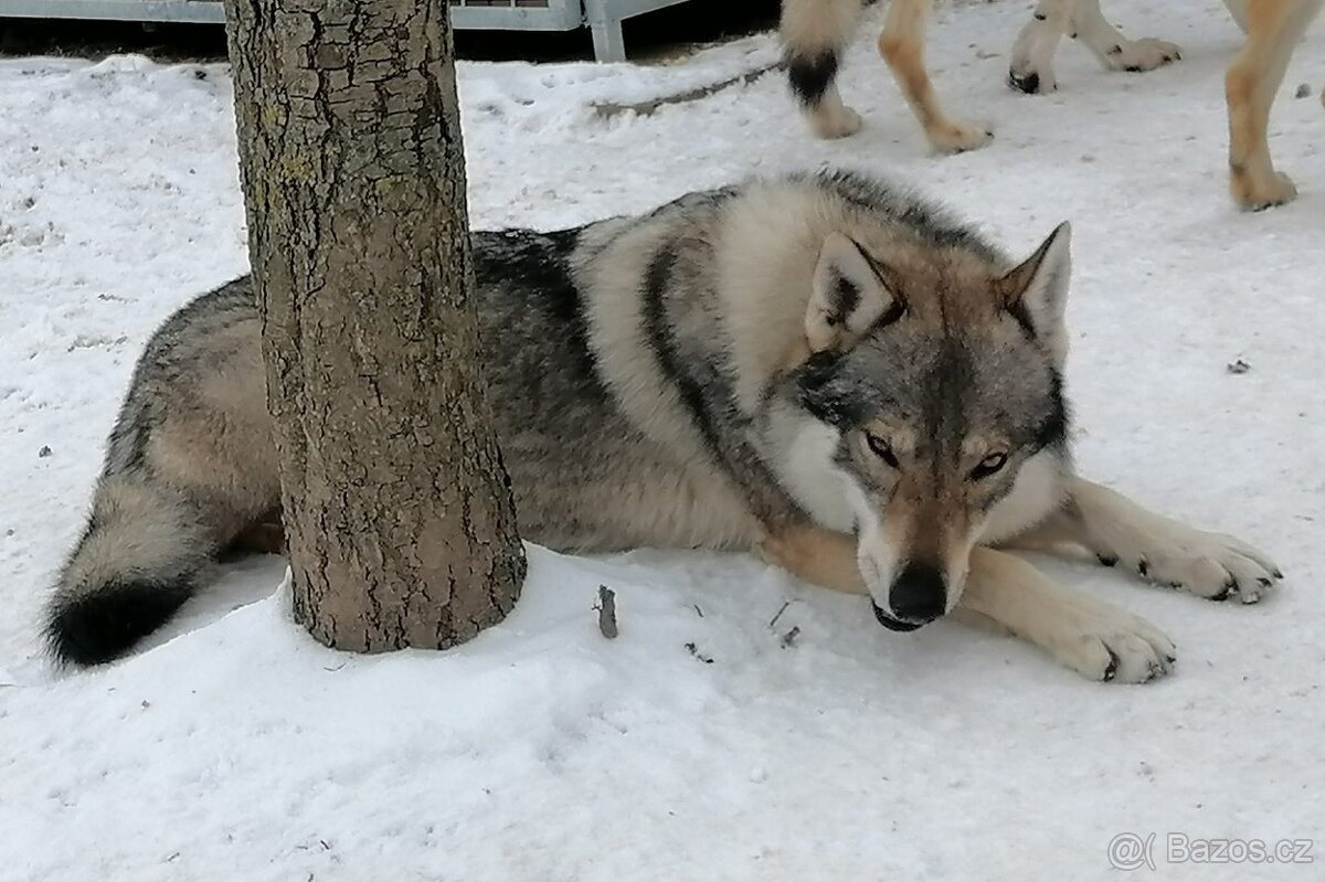 Československý vlčák s PP - 5