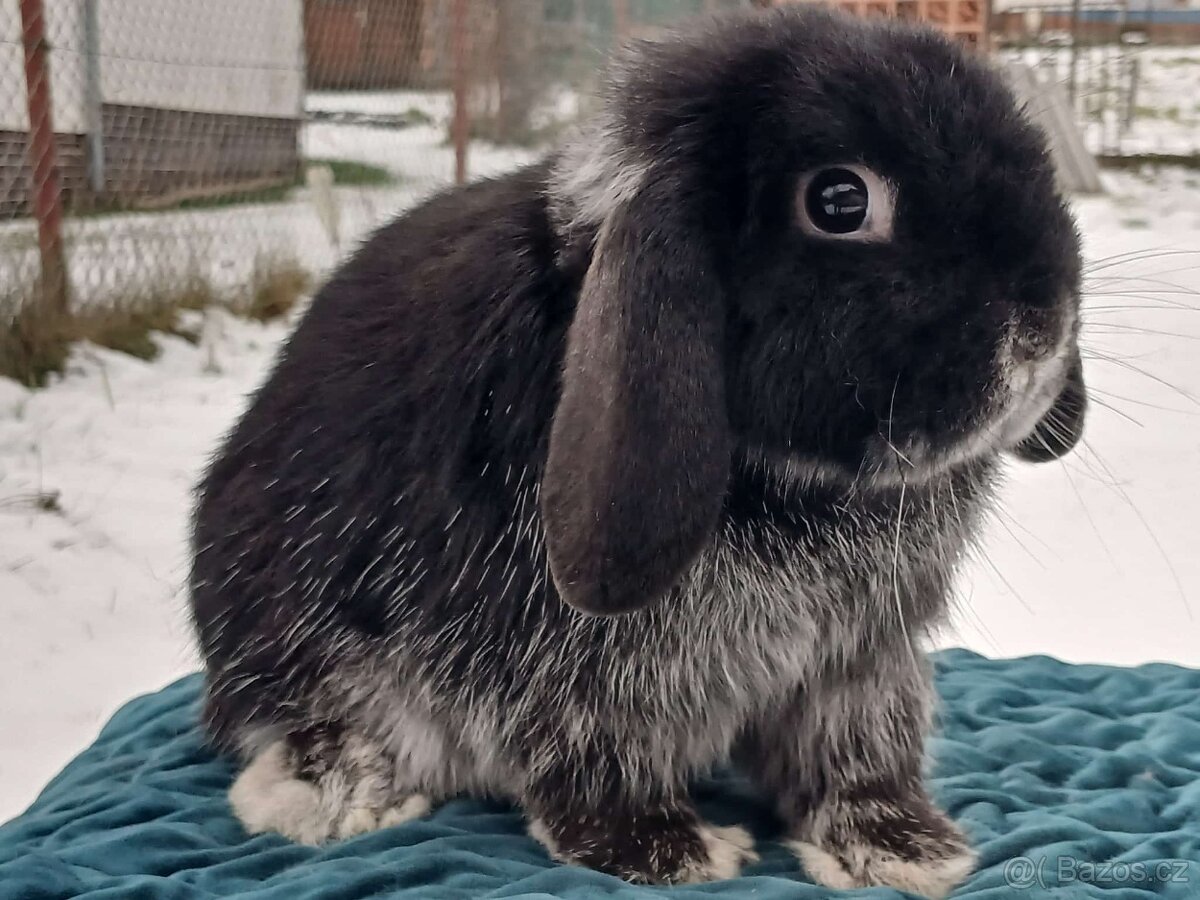 Volný Sameček - Anglický Zakrslý Beránek MiniLop🍑🧡🤍 - 5