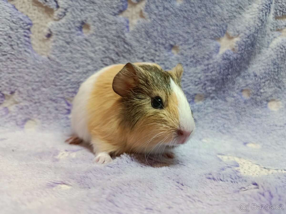 Morče sameček ♂️ - 5